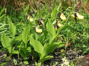 Madárfészek orchidea