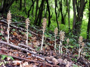 Madárfészek orchidea