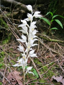 Madársisak orchidea